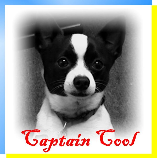 picture of a dog-captain cool